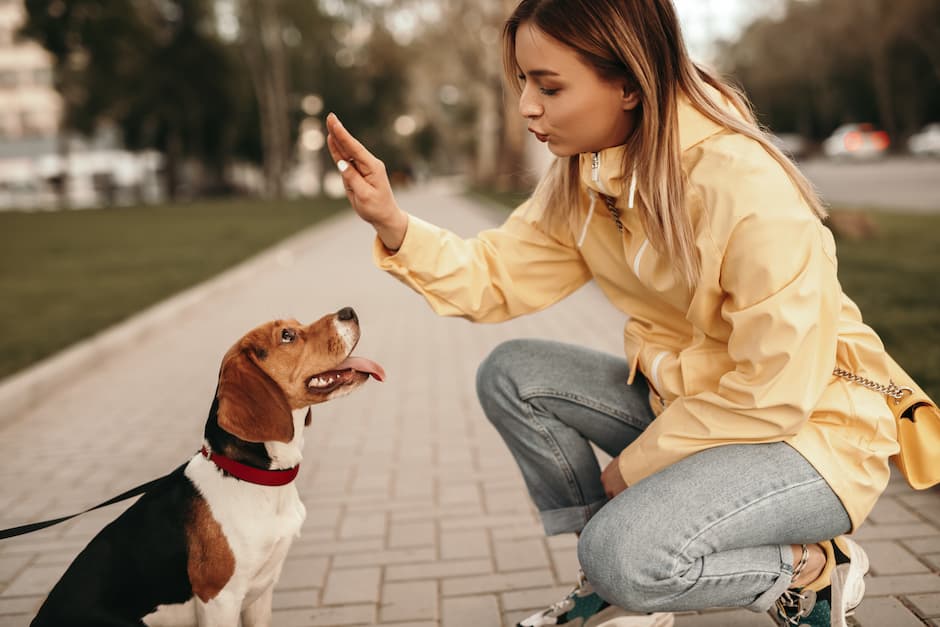 Teaching Your Dog Basic Commands: Sit, Stay, Come