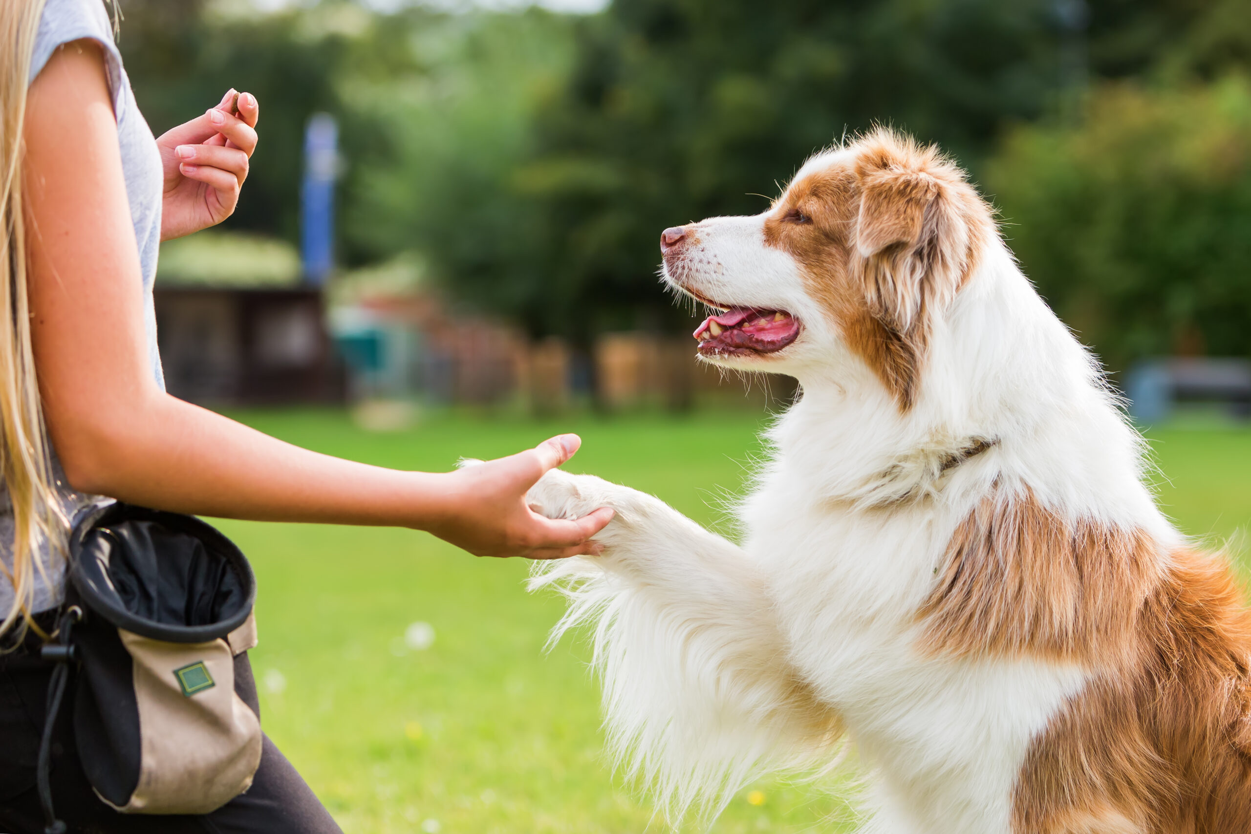 Dog Training Techniques