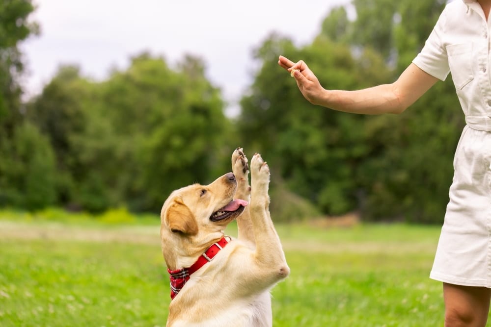 Clicker Training for Dogs