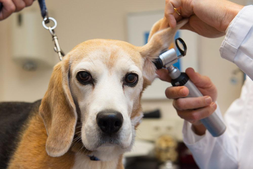 Homemade Dog Ear Cleaning Solutions