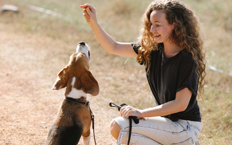 Training Collars for Leash Walking