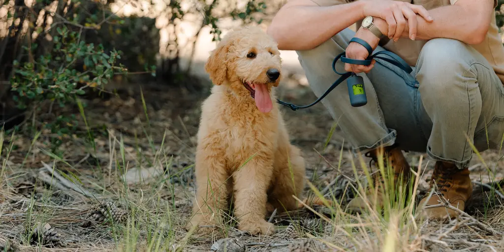 Best Pet Insurance for Puppies